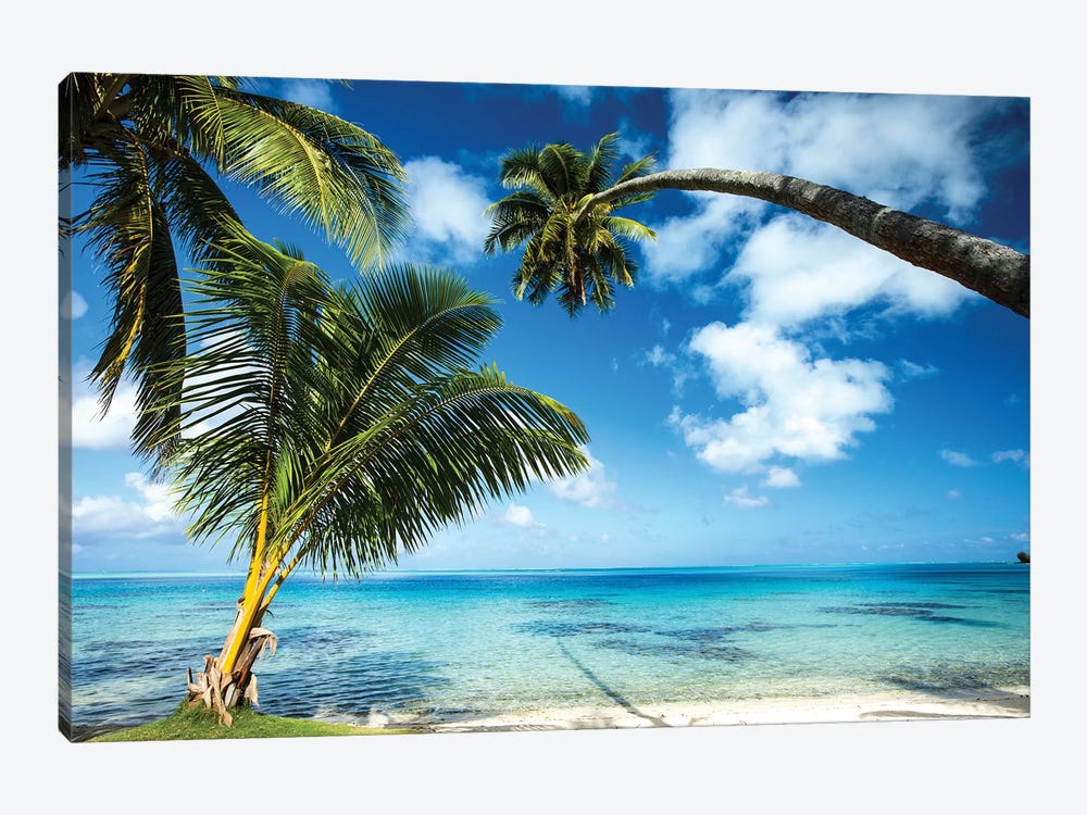 Palm Trees On The Beach, Bora Bora, Society Islands, French Polynesia V by Panoramic Images 1-piece Canvas Artwork