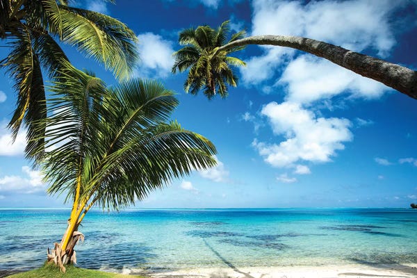Oceania: Palm Trees On The Beach, Bora Bora, Society Islands, French Polynesia V by Panoramic Images