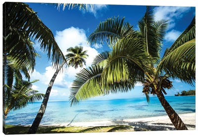 Palm Trees On The Beach, Bora Bora, Society Islands, French Polynesia VI Canvas Art Print - Oceania Art