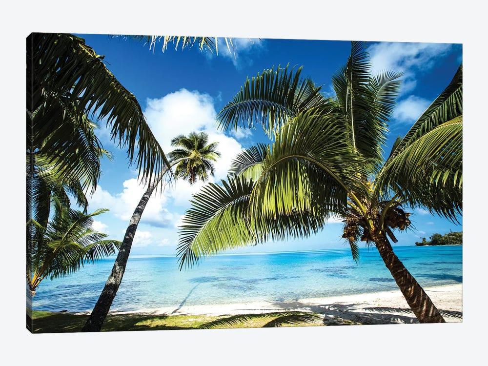 Palm Trees On The Beach, Bora Bora, Society Islands, French Polynesia VI by Panoramic Images 1-piece Canvas Art Print