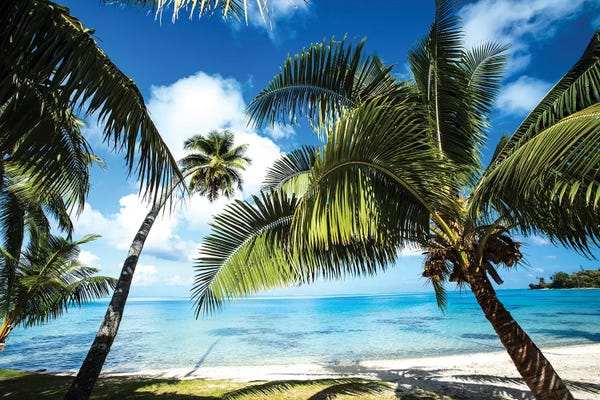 Tropical Beaches: Palm Trees On The Beach, Bora Bora, Society Islands, French Polynesia VI by Panoramic Images