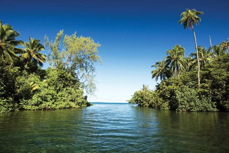 Palm Trees On The Coast, Moorea, Tahiti, French Polynesia