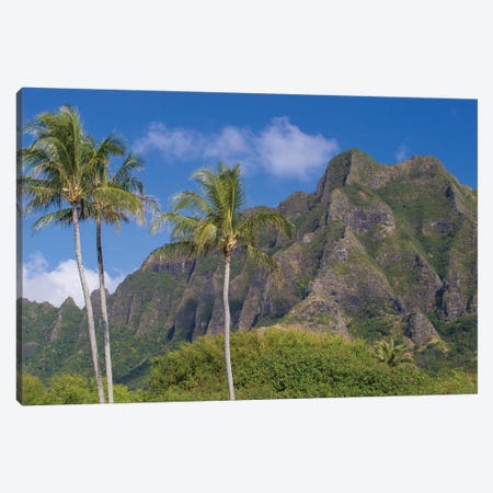 Palm Trees With Mountain Range In The Background, Tahiti, French Polynesia I Canvas Print #PIM14783} by Panoramic Images Canvas Wall Art