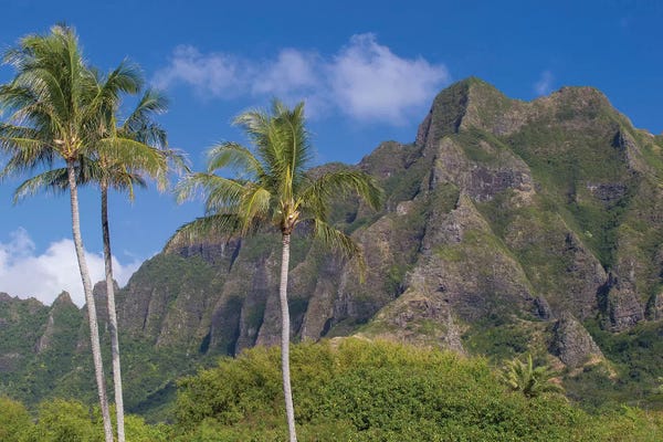 Society Islands: Palm Trees With Mountain Range In The Background, Tahiti, French Polynesia I by Panoramic Images
