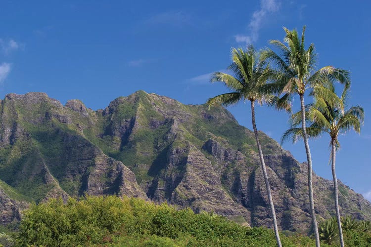 Palm Trees With Mountain Range In The Background, Tahiti, French Polynesia II