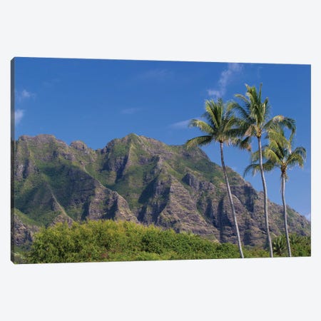 Palm Trees With Mountain Range In The Background, Tahiti, French Polynesia II Canvas Print #PIM14784} by Panoramic Images Canvas Print