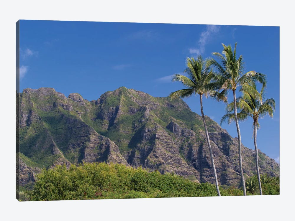 Palm Trees With Mountain Range In The Background, Tahiti, French Polynesia II by Panoramic Images 1-piece Canvas Art Print
