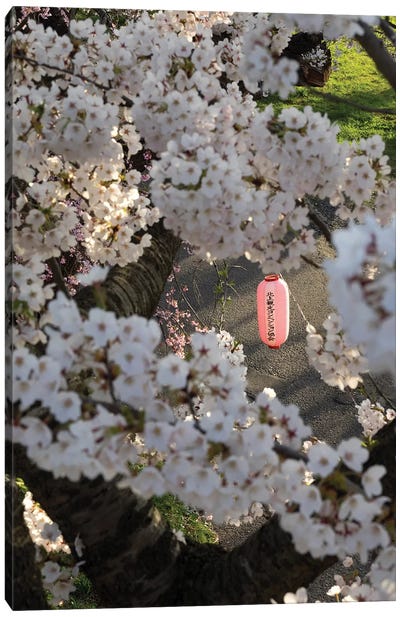 Pink Lantern Seen Through Cherry Blossoms Along Kitakami River, Kitakami, Iwate Prefecture, Japan Canvas Art Print - Blossom Art