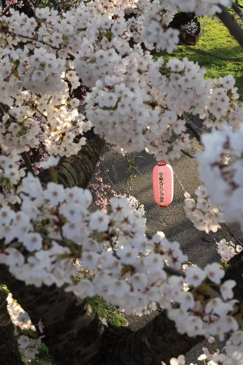 Pink Lantern Seen Through Cherry Blossoms Along Kitakami River, Kitakami, Iwate Prefecture, Japan