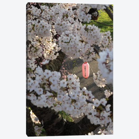 Pink Lantern Seen Through Cherry Blossoms Along Kitakami River, Kitakami, Iwate Prefecture, Japan Canvas Print #PIM14794} by Panoramic Images Canvas Artwork