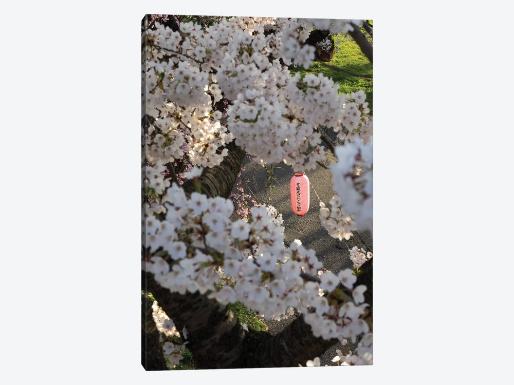 Pink Lantern Seen Through Cherry Blossoms Along Kitakami River, Kitakami, Iwate Prefecture, Japan by Panoramic Images 1-piece Canvas Wall Art