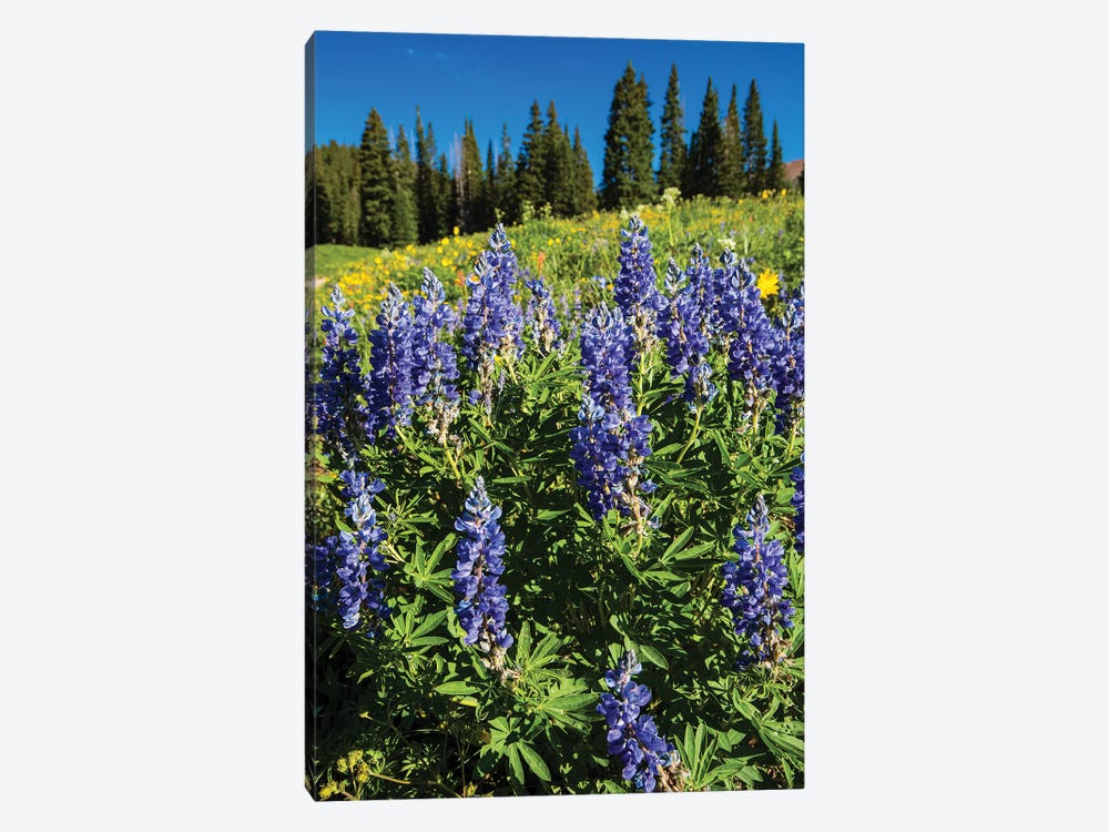 Purple Wildflowers Growing In A Field, Crested Butte, Colorado, USA by Panoramic Images 1-piece Canvas Artwork