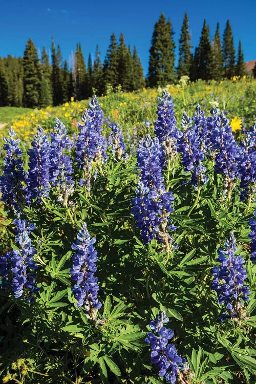 Purple Wildflowers Growing In A Field, Crested Butte, Colorado, USA