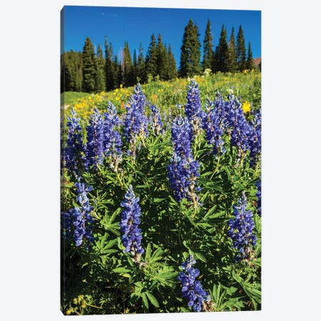 Purple Wildflowers Growing In A Field, Crested Butte, Colorado, USA Canvas Print #PIM14796} by Panoramic Images Canvas Artwork
