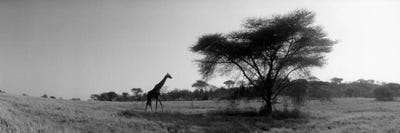 Lone Giraffe in B&W, Kenya, Africa  by Panoramic Images framed canvas print