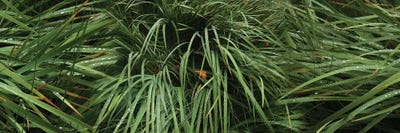 Raindrop On Grass by Panoramic Images framed canvas print
