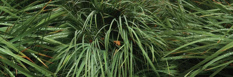 Raindrop On Grass by Panoramic Images wall art
