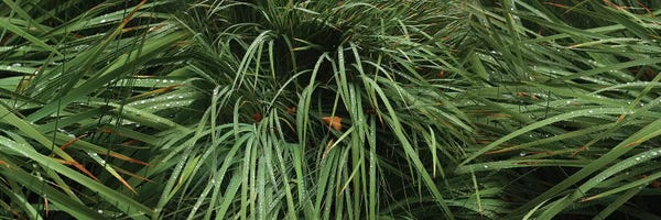 Grasses: Raindrop On Grass by Panoramic Images