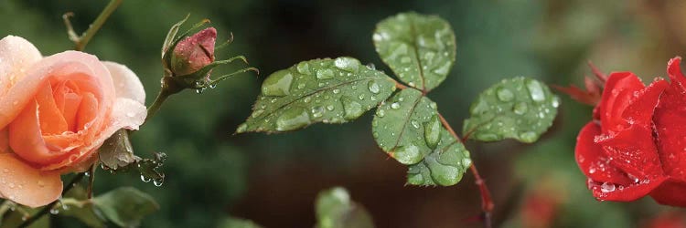 Raindrop On Rose Flowers And Leaves by Panoramic Images wall art