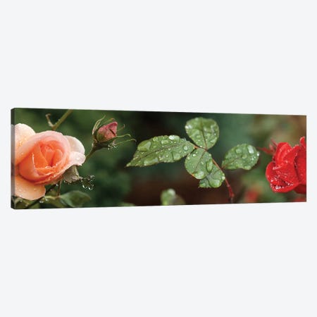 Raindrop On Rose Flowers And Leaves Canvas Print #PIM14807} by Panoramic Images Canvas Artwork
