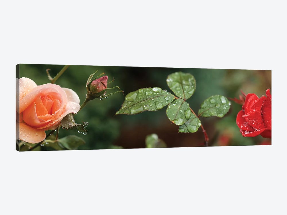 Raindrop On Rose Flowers And Leaves by Panoramic Images 1-piece Canvas Artwork