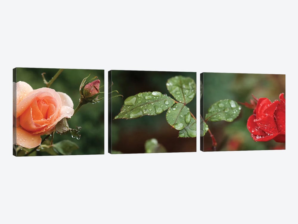 Raindrop On Rose Flowers And Leaves by Panoramic Images 3-piece Canvas Wall Art
