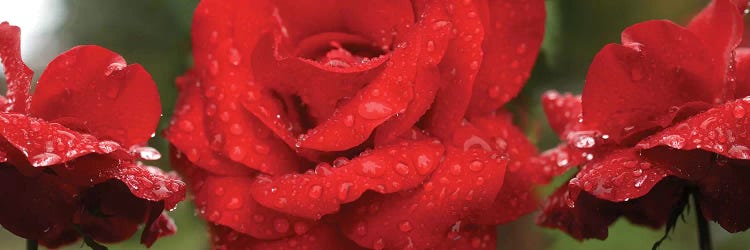 Raindrops On Red Rose Flowers