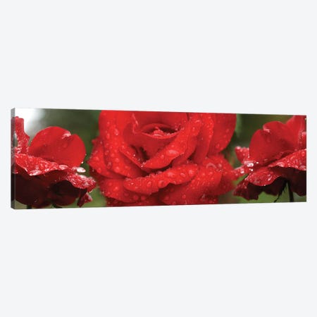 Raindrops On Red Rose Flowers Canvas Print #PIM14809} by Panoramic Images Canvas Art Print