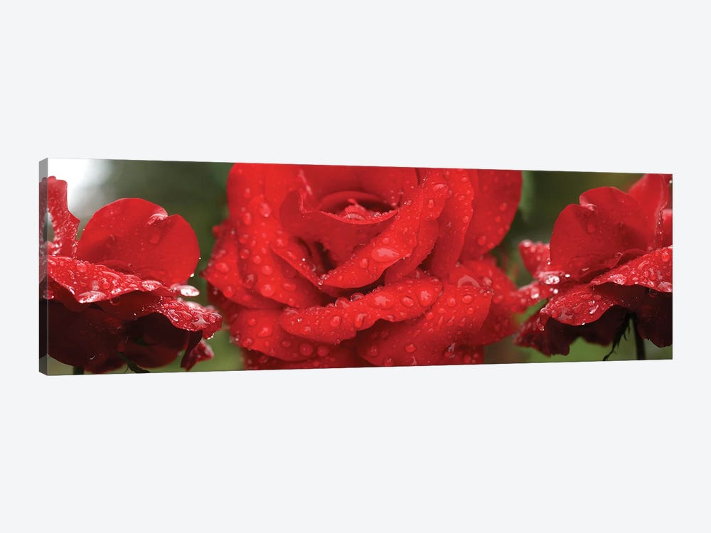 Raindrops On Red Rose Flowers by Panoramic Images 1-piece Canvas Art