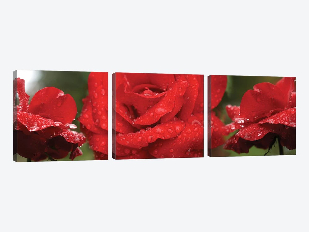 Raindrops On Red Rose Flowers by Panoramic Images 3-piece Canvas Art