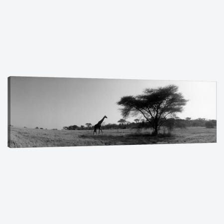 Lone Giraffe in B&W, Kenya, Africa  Canvas Print #PIM1480} by Panoramic Images Canvas Art Print