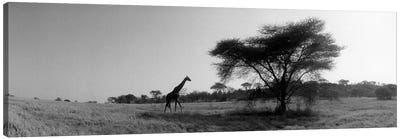 Lone Giraffe in B&W, Kenya, Africa  Canvas Art Print - Kenya