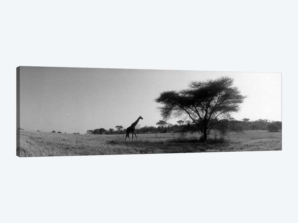 Lone Giraffe in B&W, Kenya, Africa  by Panoramic Images 1-piece Canvas Print