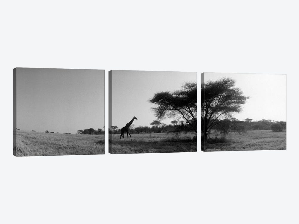 Lone Giraffe in B&W, Kenya, Africa  by Panoramic Images 3-piece Canvas Art Print