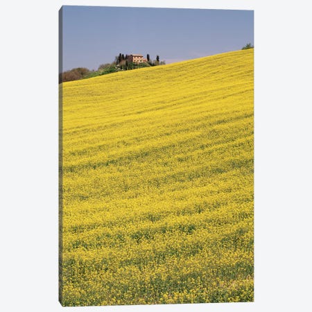 Rapeseed Field In Bloom, Tuscany, Italy Canvas Print #PIM14810} by Panoramic Images Canvas Art