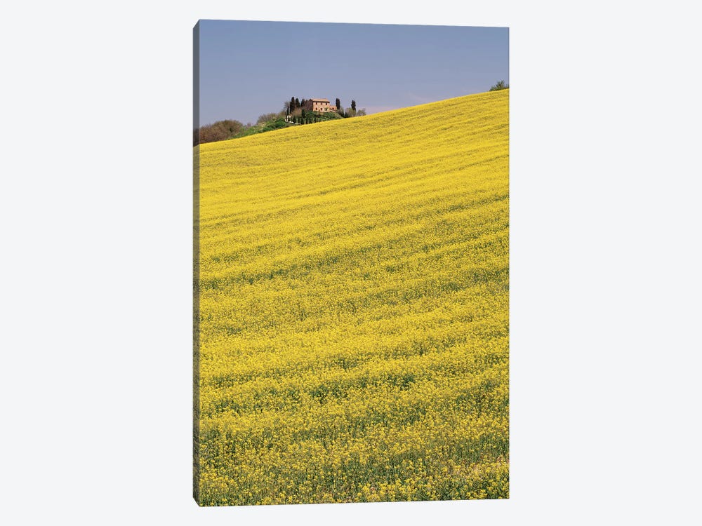 Rapeseed Field In Bloom, Tuscany, Italy by Panoramic Images 1-piece Canvas Artwork