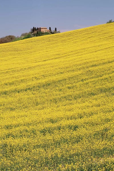 Rapeseed Field In Bloom, Tuscany, Italy
