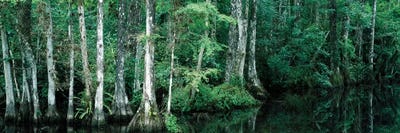 Reflection Of Trees In A Pond, Big Cypress National Preserve, Florida, USA by Panoramic Images framed canvas print