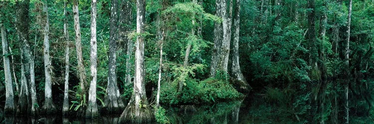 Reflection Of Trees In A Pond, Big Cypress National Preserve, Florida, USA