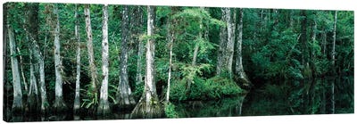 Reflection Of Trees In A Pond, Big Cypress National Preserve, Florida, USA Canvas Art Print - Cypress Tree Art