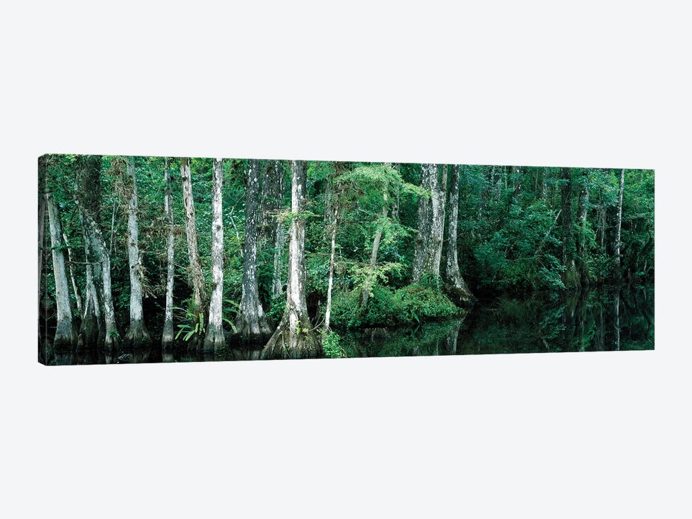 Reflection Of Trees In A Pond, Big Cypress National Preserve, Florida, USA by Panoramic Images 1-piece Canvas Print