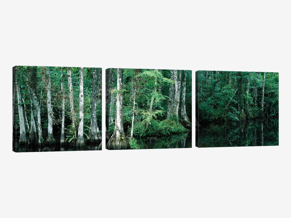 Reflection Of Trees In A Pond, Big Cypress National Preserve, Florida, USA by Panoramic Images 3-piece Canvas Print