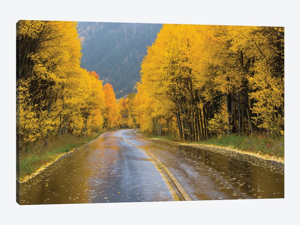 Road Passing Through A Forest, Maroon Bells, Maroon Creek Valley, Aspen, Pitkin County, Colorado, USA III by Panoramic Images 1-piece Art Print