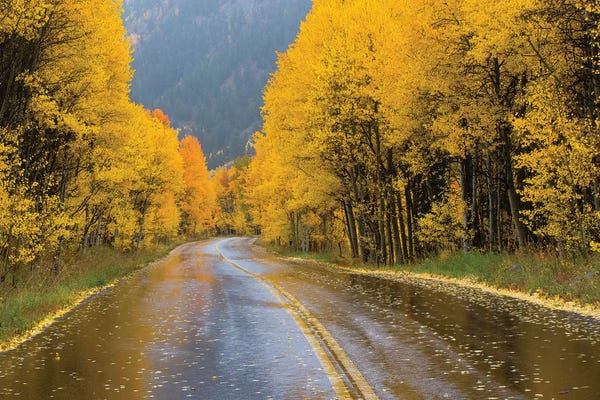 Road Passing Through A Forest III, Maroon Bells, Maroon Creek Valley, Aspen, Pitkin County, Colorado, USA