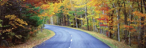 Road Passing Through A Forest, Park Loop Road, Acadia National Park, Maine, USA