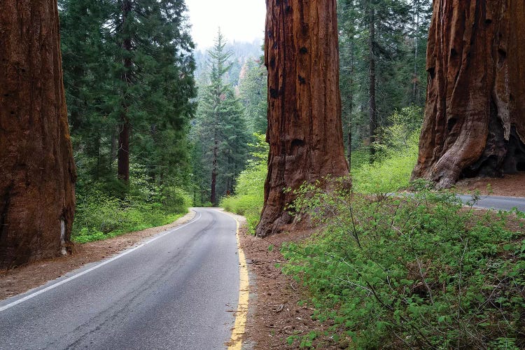 Road Passing Through A Forest, Sequoia National Park, California, USA by Panoramic Images wall art