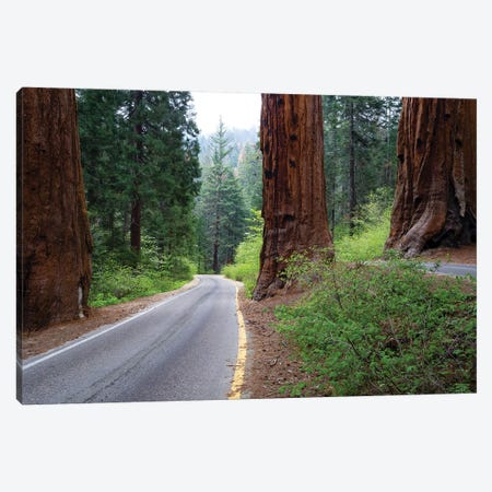 Road Passing Through A Forest, Sequoia National Park, California, USA Canvas Print #PIM14841} by Panoramic Images Canvas Print