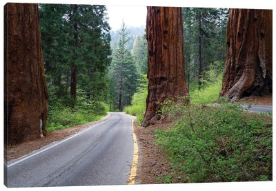 Road Passing Through A Forest, Sequoia National Park, California, USA Canvas Art Print - Sequoia Tree Art