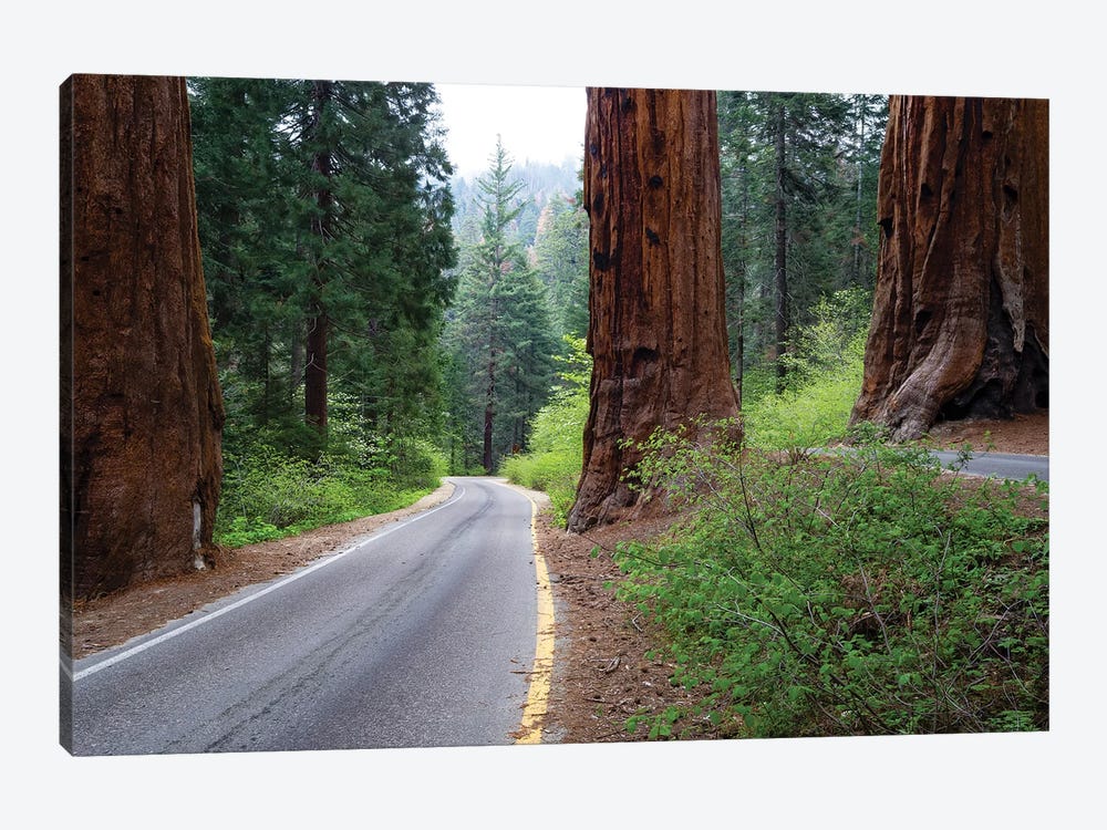 Road Passing Through A Forest, Sequoia National Park, California, USA by Panoramic Images 1-piece Canvas Artwork
