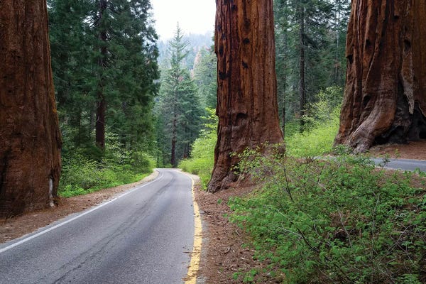 Sequoia Trees: Road Passing Through A Forest, Sequoia National Park, California, USA by Panoramic Images